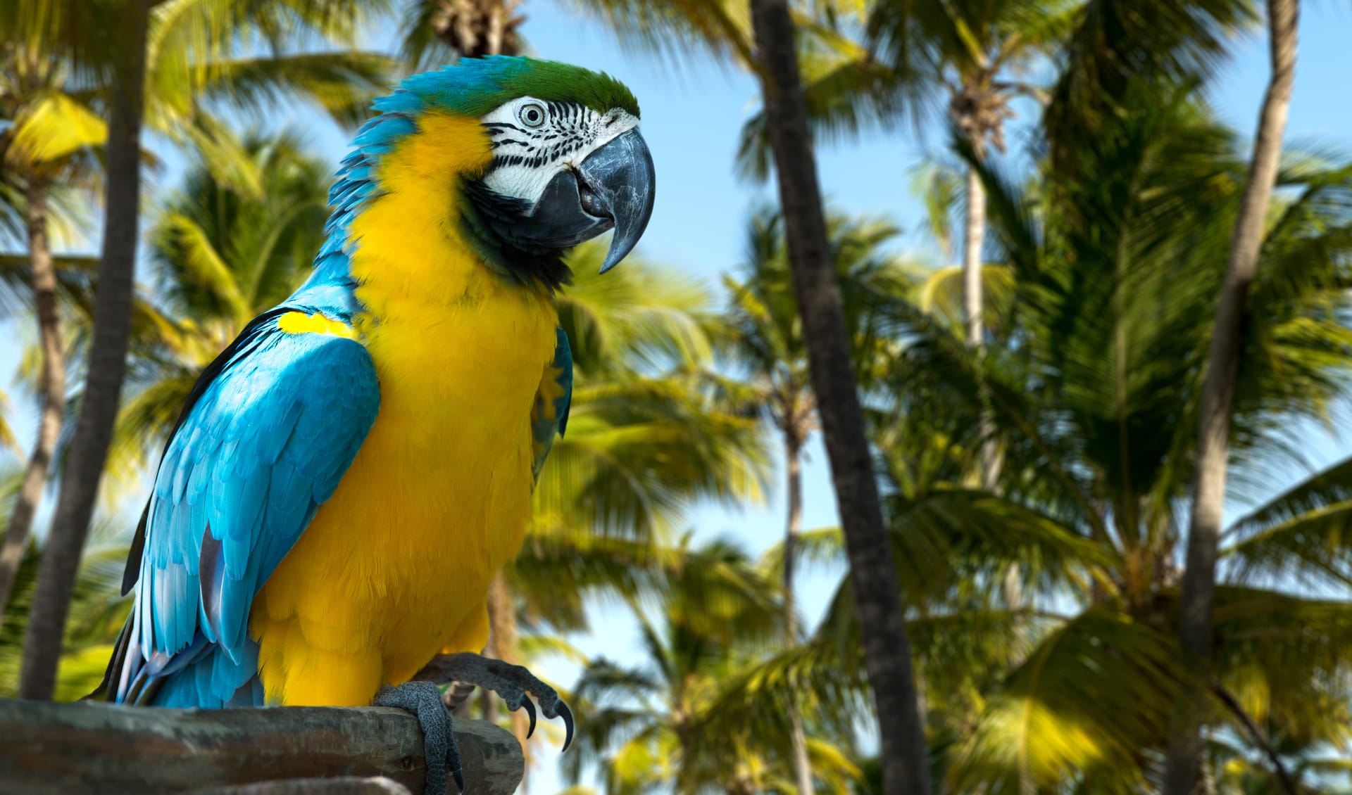 A closer look at Flight Aviary Habitat For Blue And Gold Macaw Species